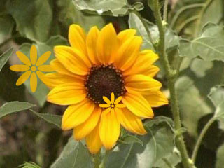 http://andriatirathman.files.wordpress.com/2008/11/bunga-matahari.jpg
